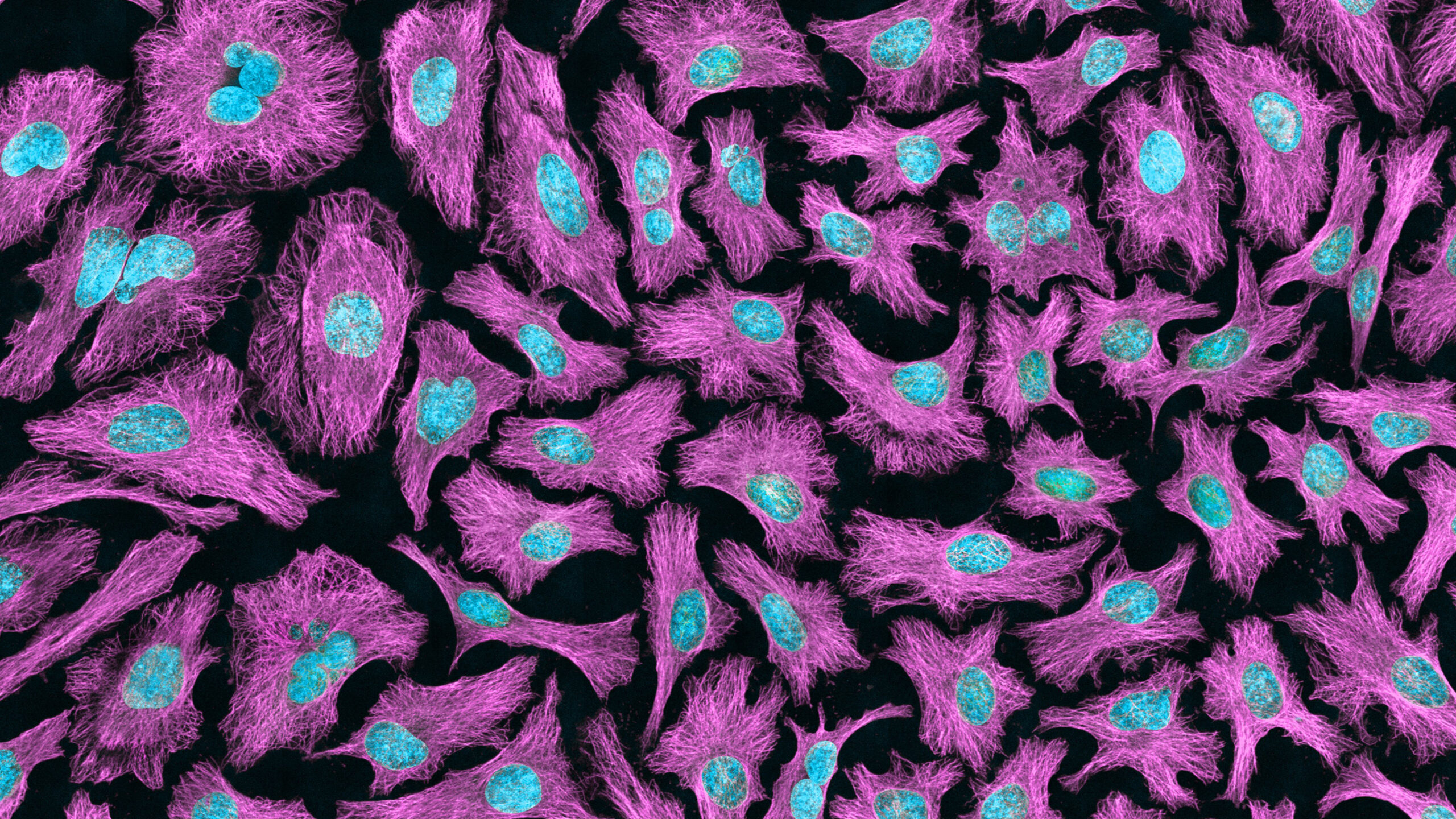 Image: HeLa cells shown in relation to information presented on women's mental health.